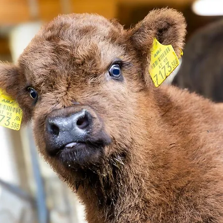 Biobauernhof Lacken Farmház Strohmarkt
