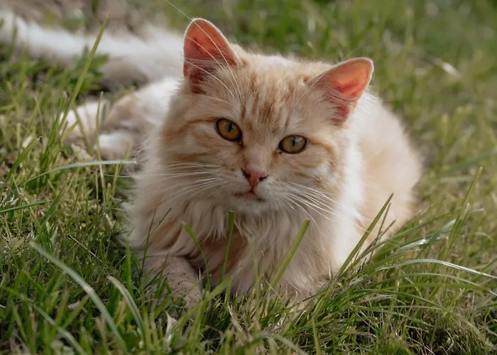 Bauernhof Biobauernhof Lacken *