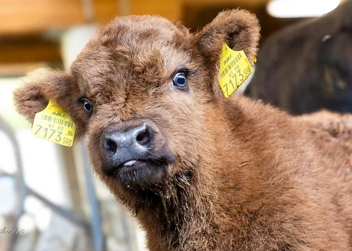 Biobauernhof Lacken Farmház Strohmarkt