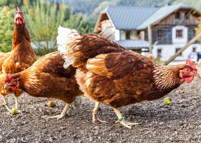 Biobauernhof Lacken Bauernhof *